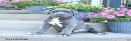 Cane Corso dogs for sale: Roscoe - Ad 1