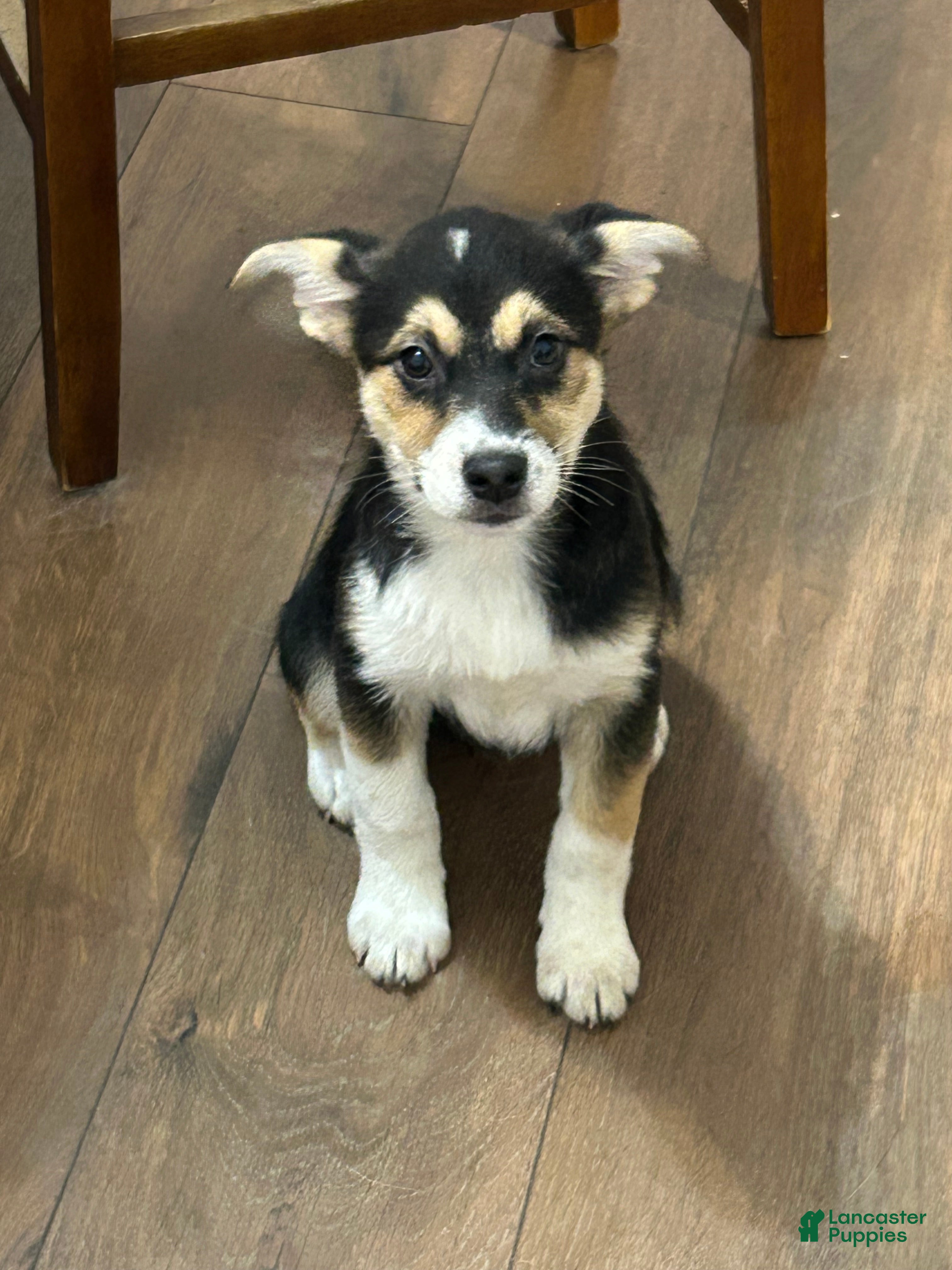 Mixed Breed dogs for sale: Ash - Ad 2