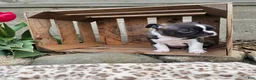 Boston Terrier dogs for sale: Amber - Ad 8