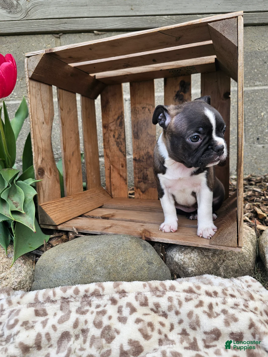 Boston Terrier dogs for sale: Amber - Ad 8