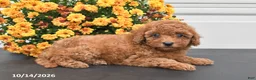 Bichpoo dogs for sale: Callie - Ad 4