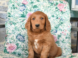 Goldendoodle dogs Ronny - Ad 27