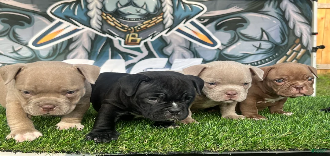 Gallery Image {{count}}