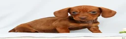 Miniature Dachshund dogs for sale: Felix - Ad 7