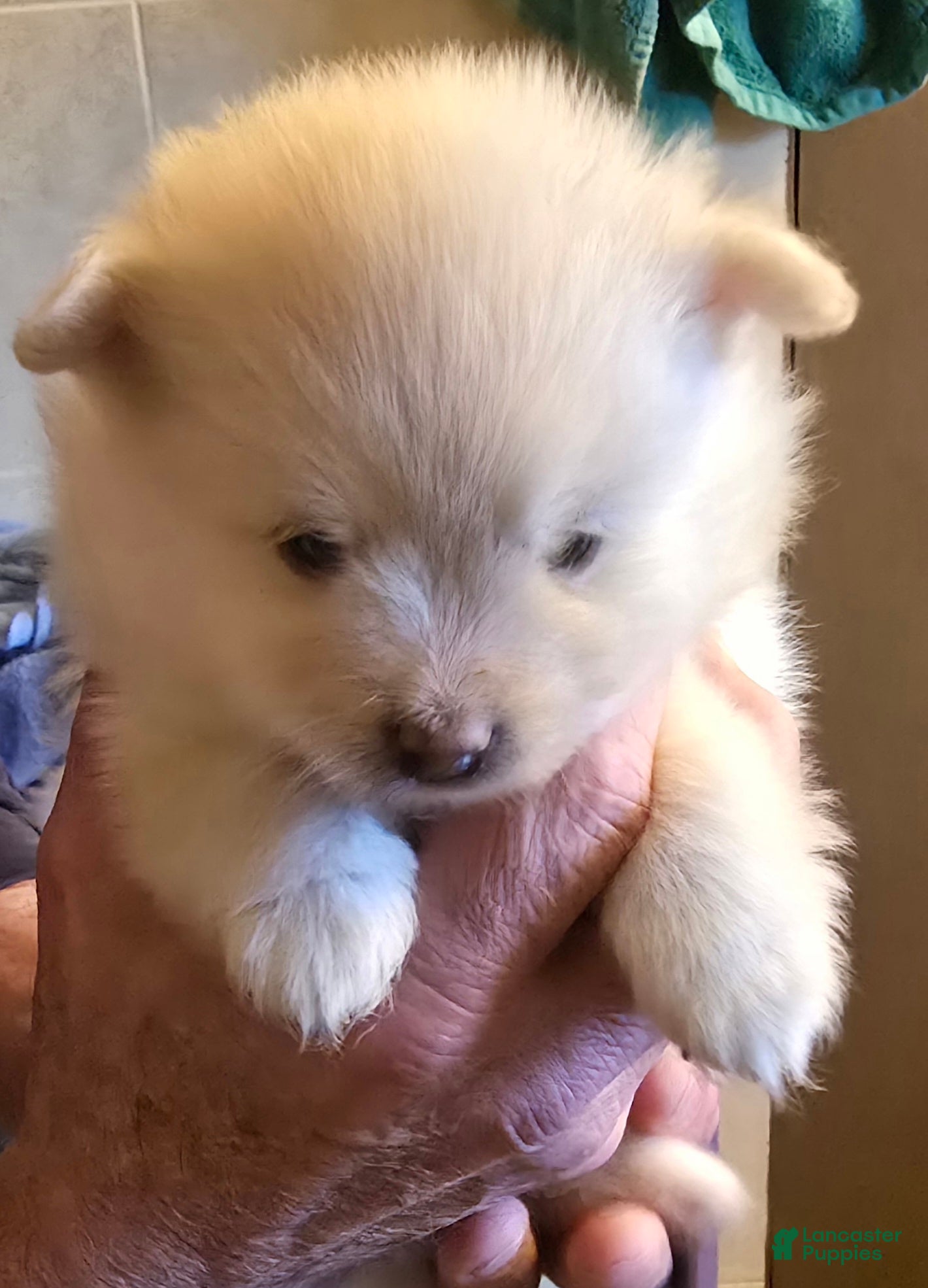 Pomeranian dogs Pomeranian Puppy 2 - Ad 27