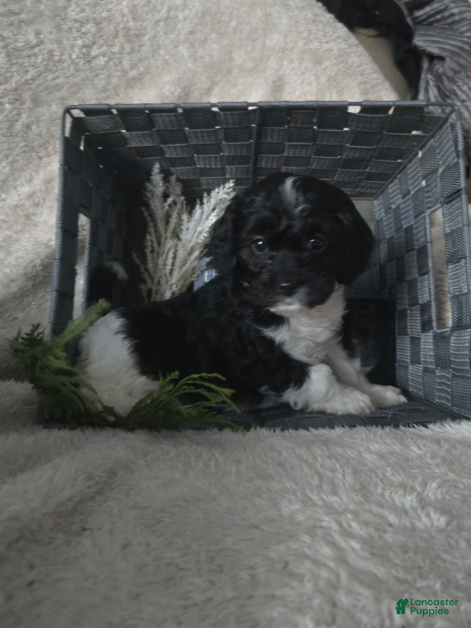 Cavapoo dogs for sale: Sugar - Ad 4