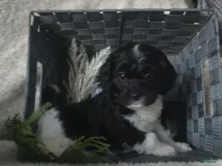 Cavapoo dogs for sale: Sugar - Ad 4