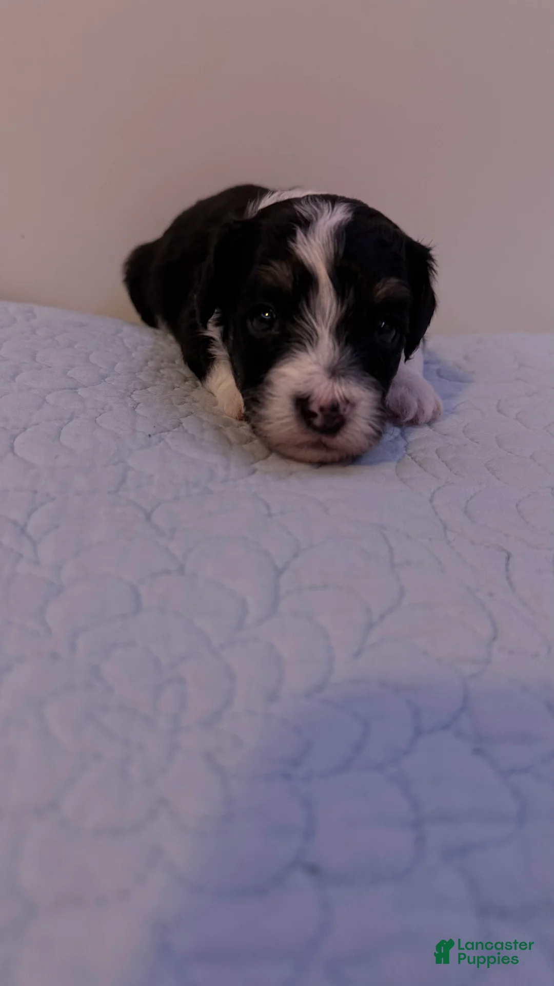Mini Bernedoodle dogs for sale: Mini Poodle Puppy 2 - Ad 2