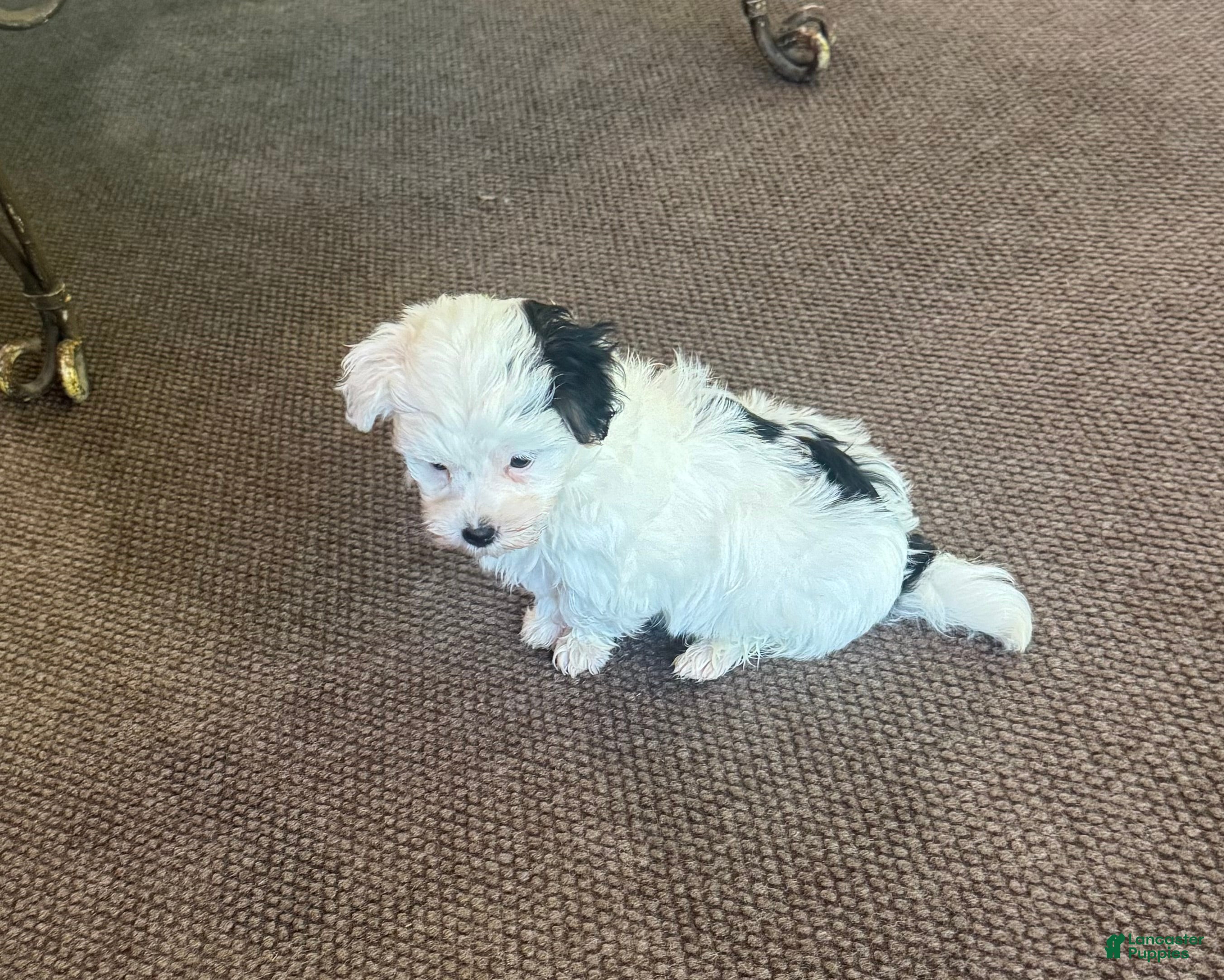 Morkie dogs for sale: Male with one black ear  - Ad 3