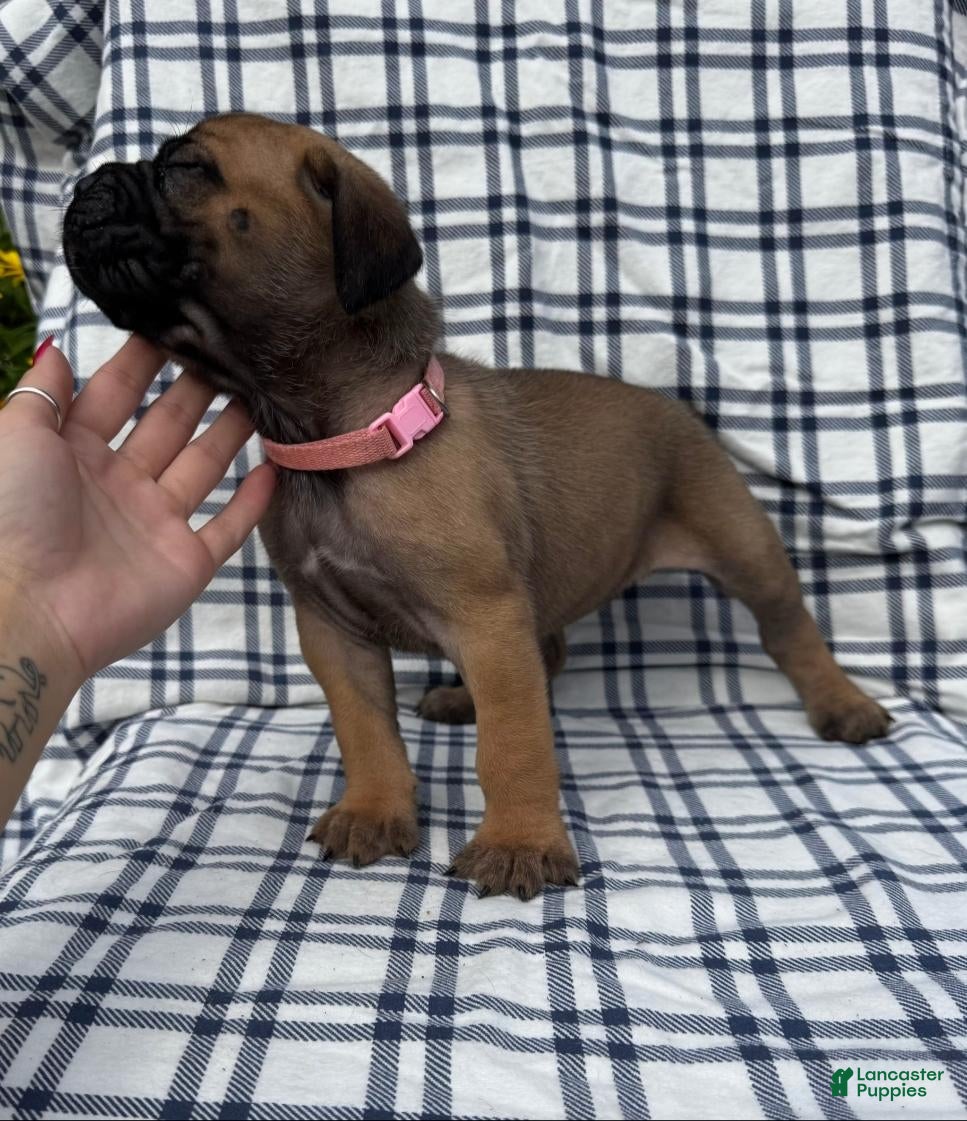 Cane Corso dogs Cane Corso Light Pink Collar - Ad 3