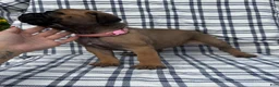 Cane Corso dogs for sale: Cane Corso Light Pink Collar - Ad 1