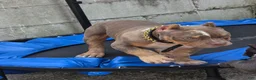 American Bully dogs for sale: American Bully - Ad 6