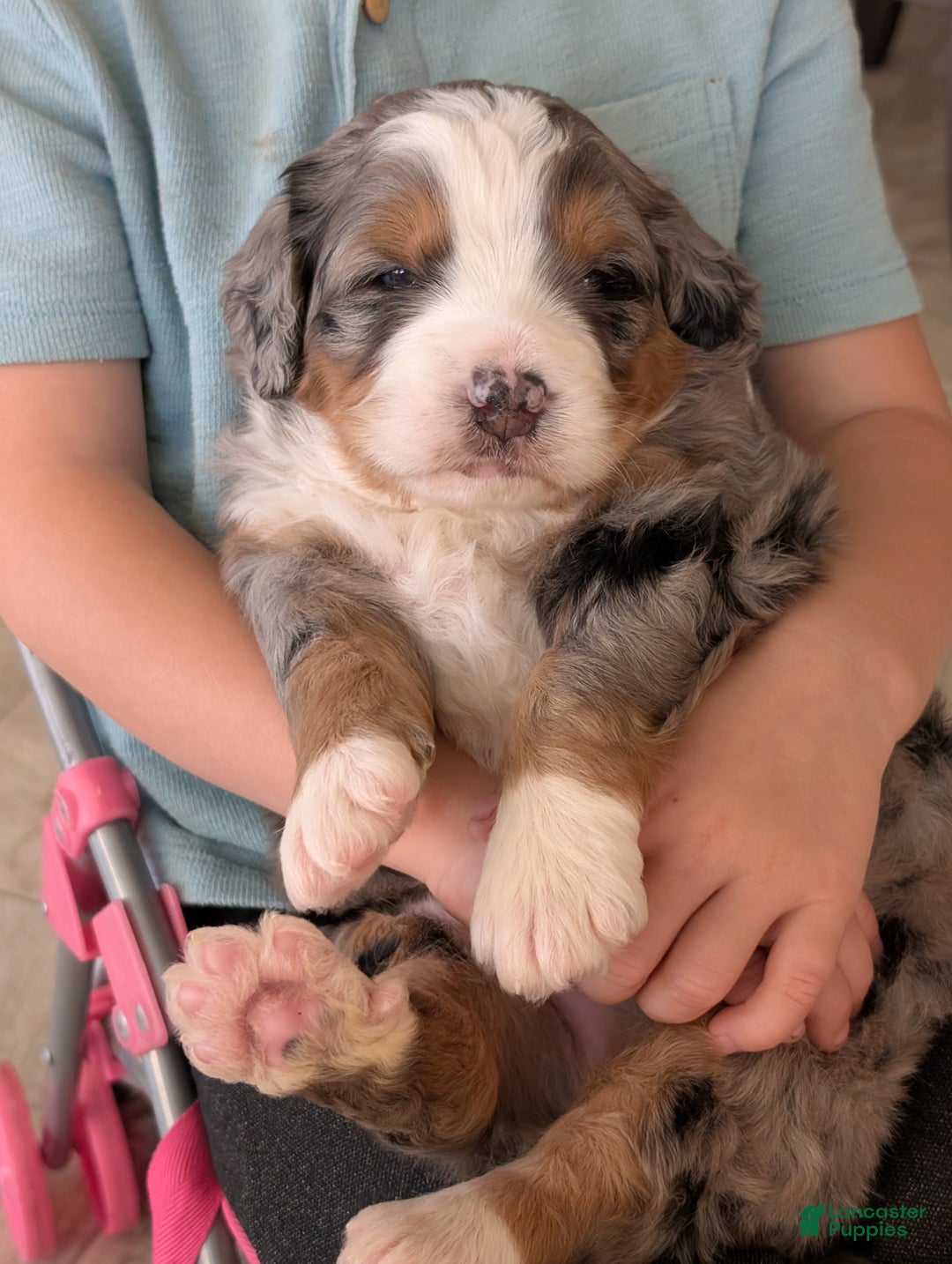 Mini Bernedoodle dogs for sale: Mini Baker  - Ad 8