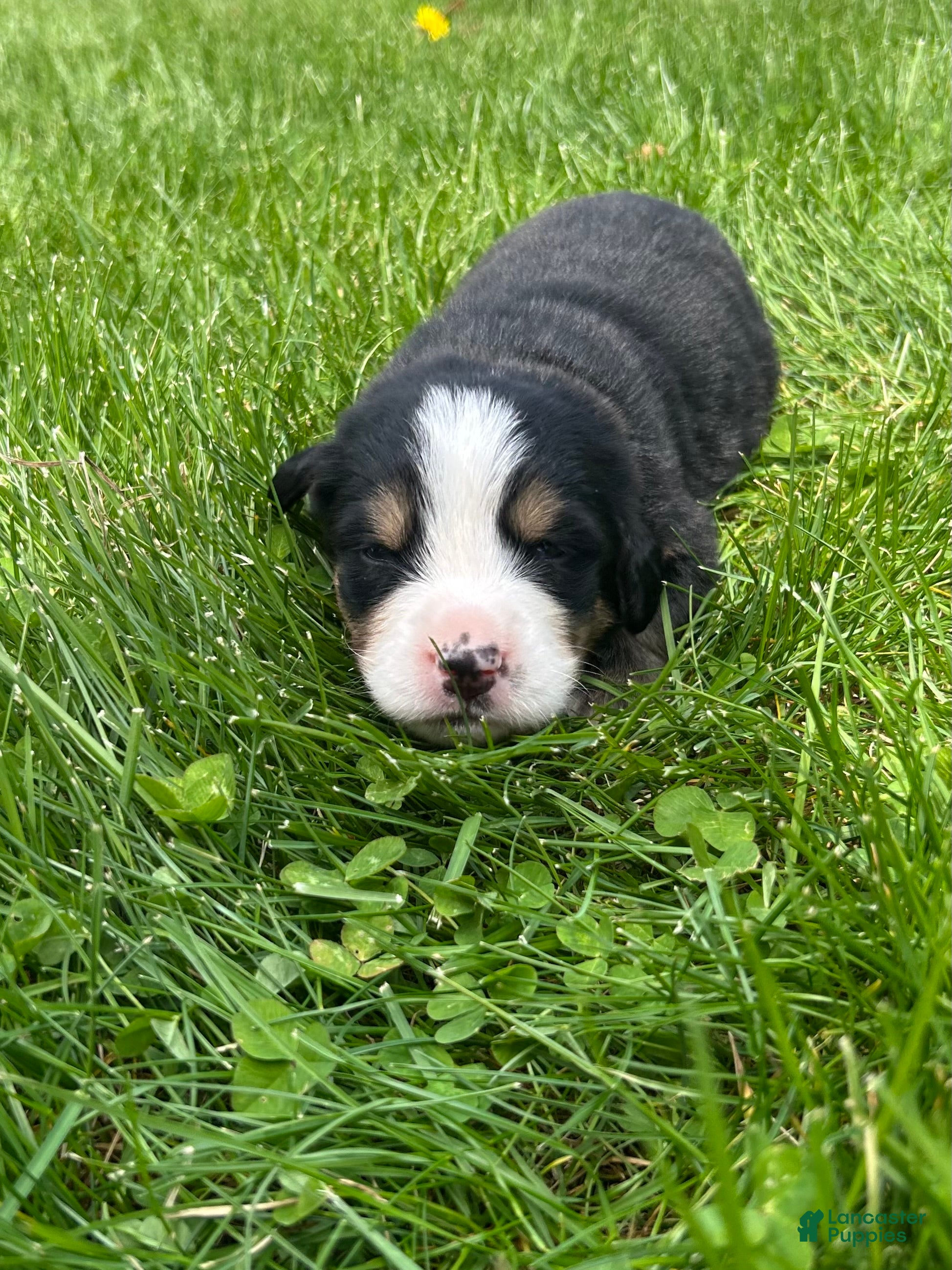 Bernese Mountain Dog dogs Bernese Mountain Dog -Orange Collar  - Ad 2