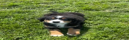 Bernese Mountain Dog dogs for sale: Paisley - Ad 28