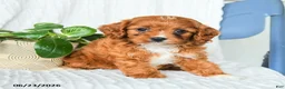 Cavapoo dogs for sale: Fedora - Ad 5