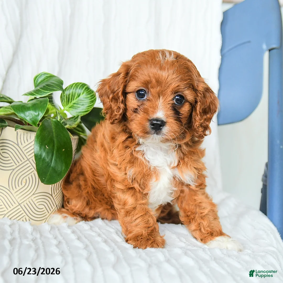 Cavapoo dogs for sale: Fedora - Ad 5