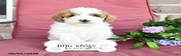 Miniature Poodle dogs for sale: Linny - Ad 1