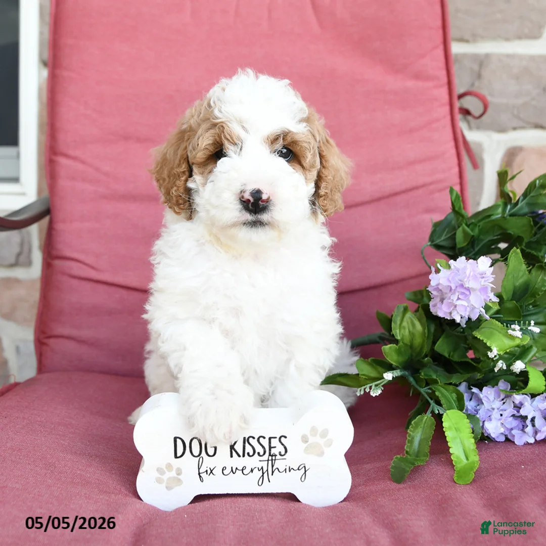 Miniature Poodle dogs for sale: Linny - Ad 1