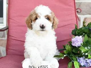 Miniature Poodle dogs for sale: Linny - Ad 2