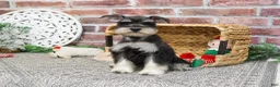Miniature Schnauzer dogs for sale: Maureen  - Ad 9