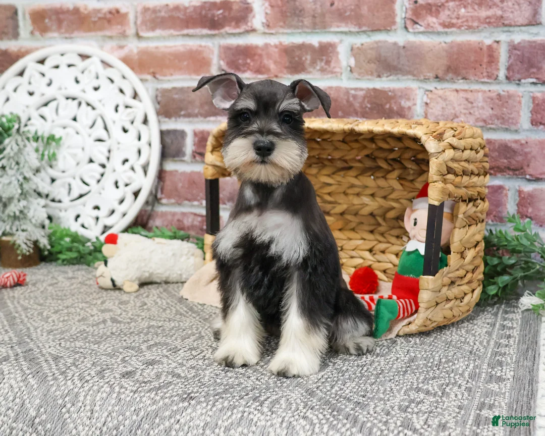 Miniature Schnauzer dogs for sale: Maureen  - Ad 9
