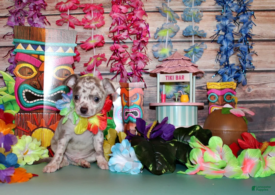 Chihuahua dogs for sale: Hector - Ad 2