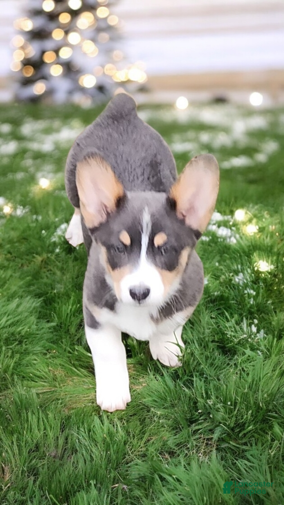 Welsh Corgi Pembroke dogs for sale: Apple Bluie - Ad 10
