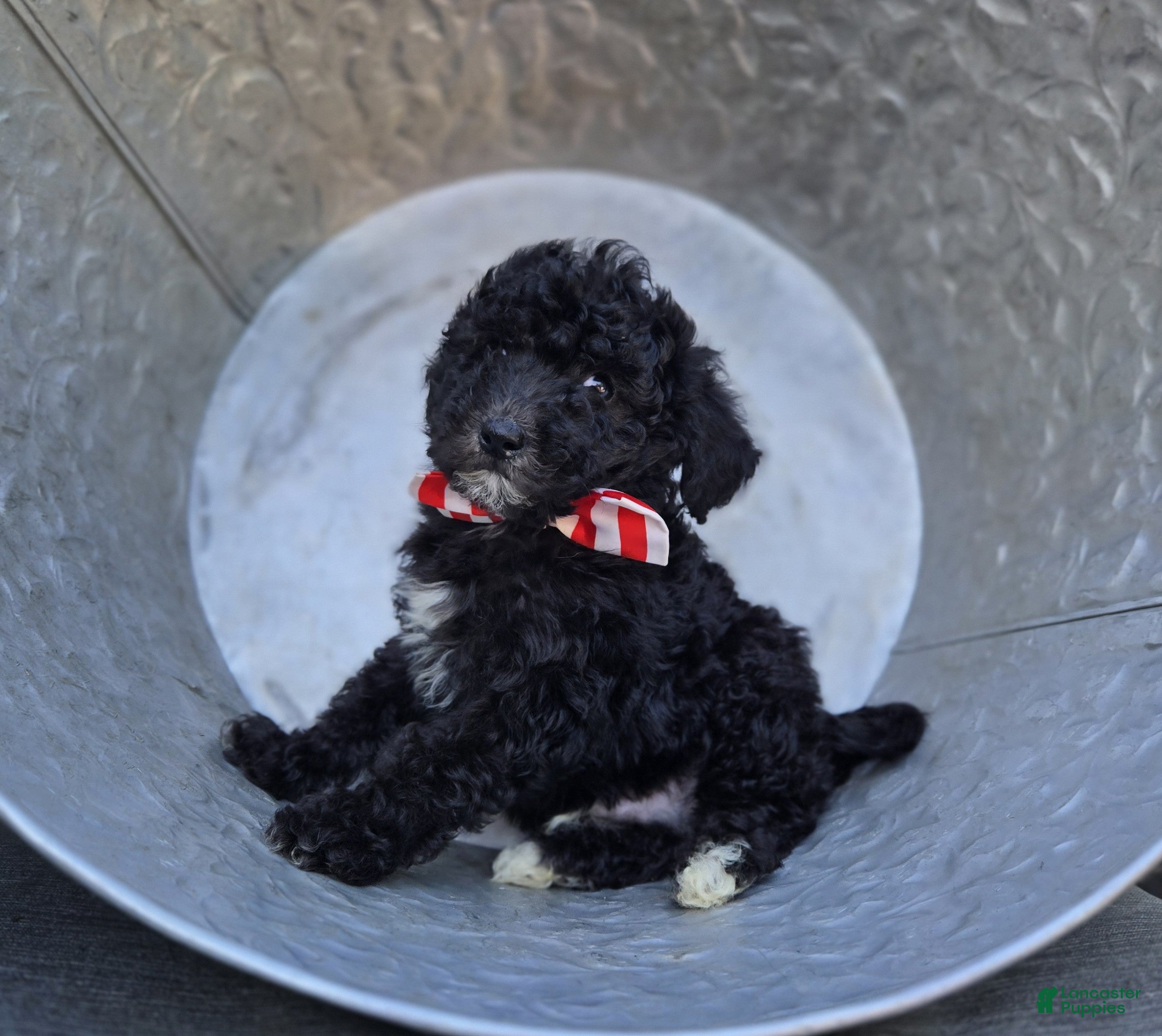 Mini Sheepadoodle dogs Todd - Ad 2