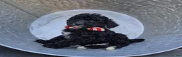 Mini Sheepadoodle dogs for sale: Todd - Ad 2