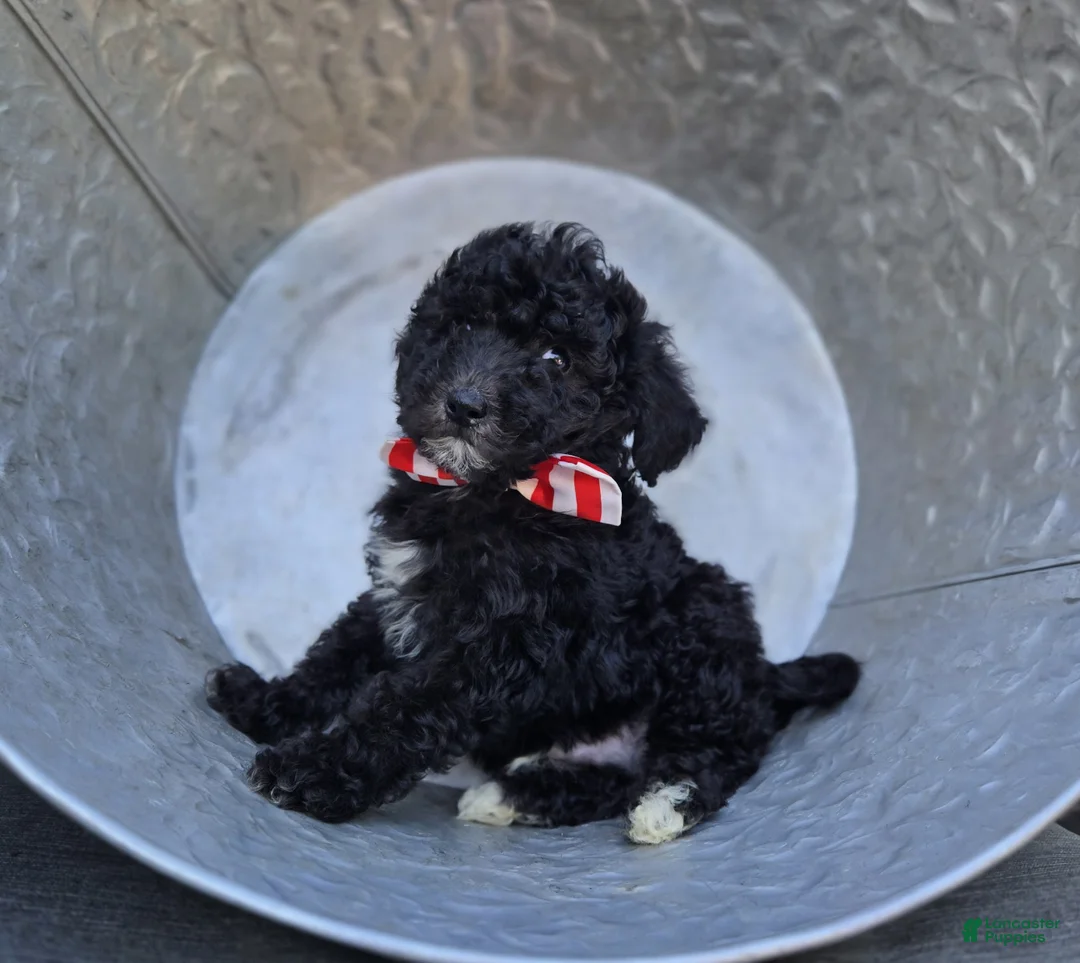 Mini Sheepadoodle dogs for sale: Todd - Ad 2