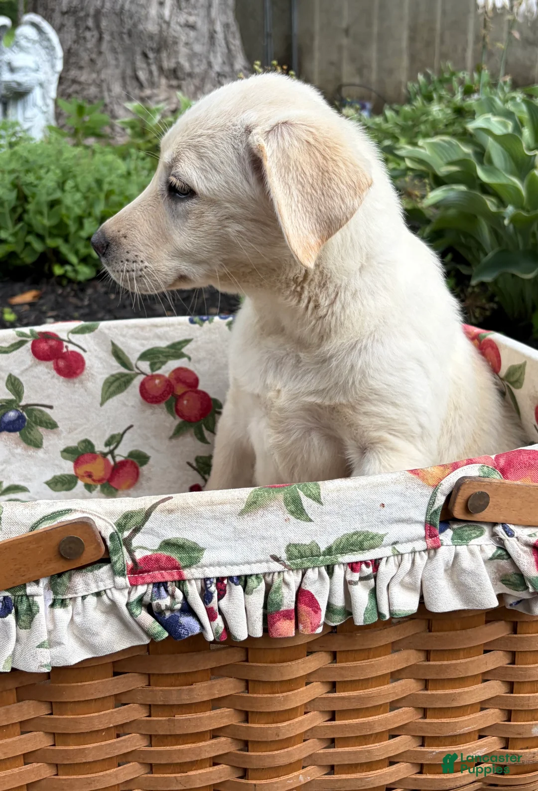 Mixed Breed dogs for sale: Mixed Breed 4 - Ad 2