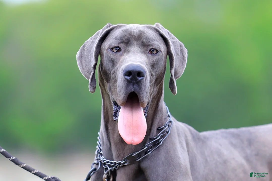 Great Dane dogs for sale: Theodora Stahltitan vom Bravohaus - Blue Euro Great Dane Girl - Ad 1