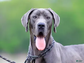 Great Dane dogs for sale: Theodora Stahltitan vom Bravohaus - Blue Euro Great Dane Girl - Ad 3
