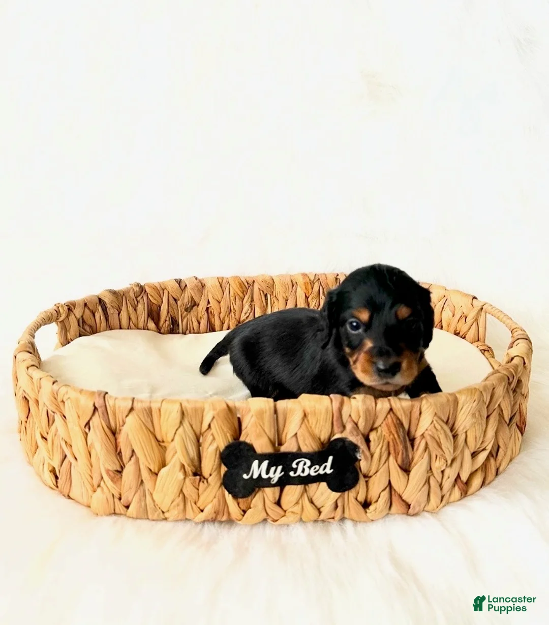 Miniature Dachshund dogs for sale: AKC Badger - Ad 3