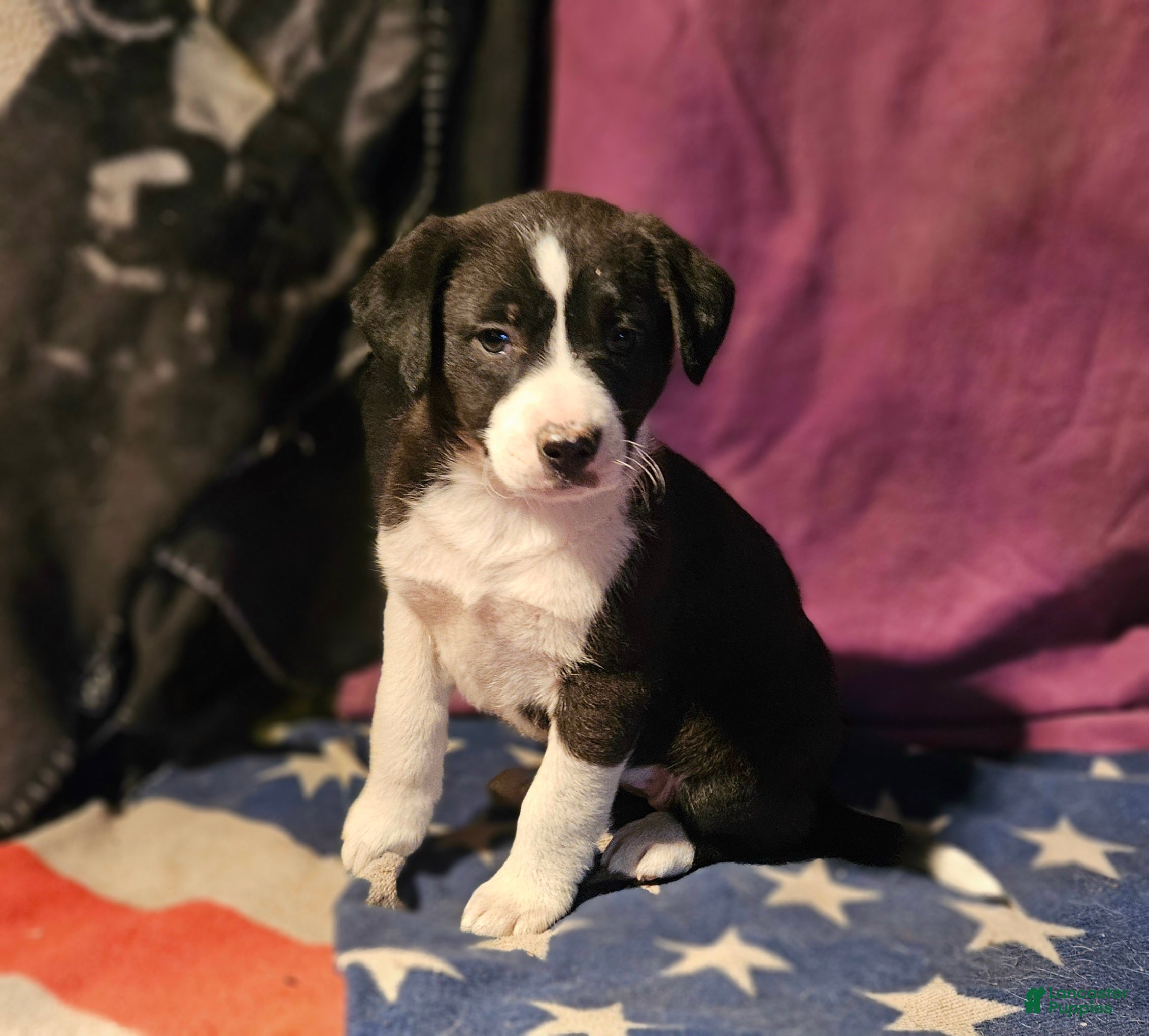 Border Collie dogs Buffy - Ad 28