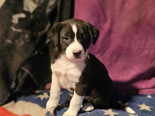 Border Collie dogs Buffy - Ad 28