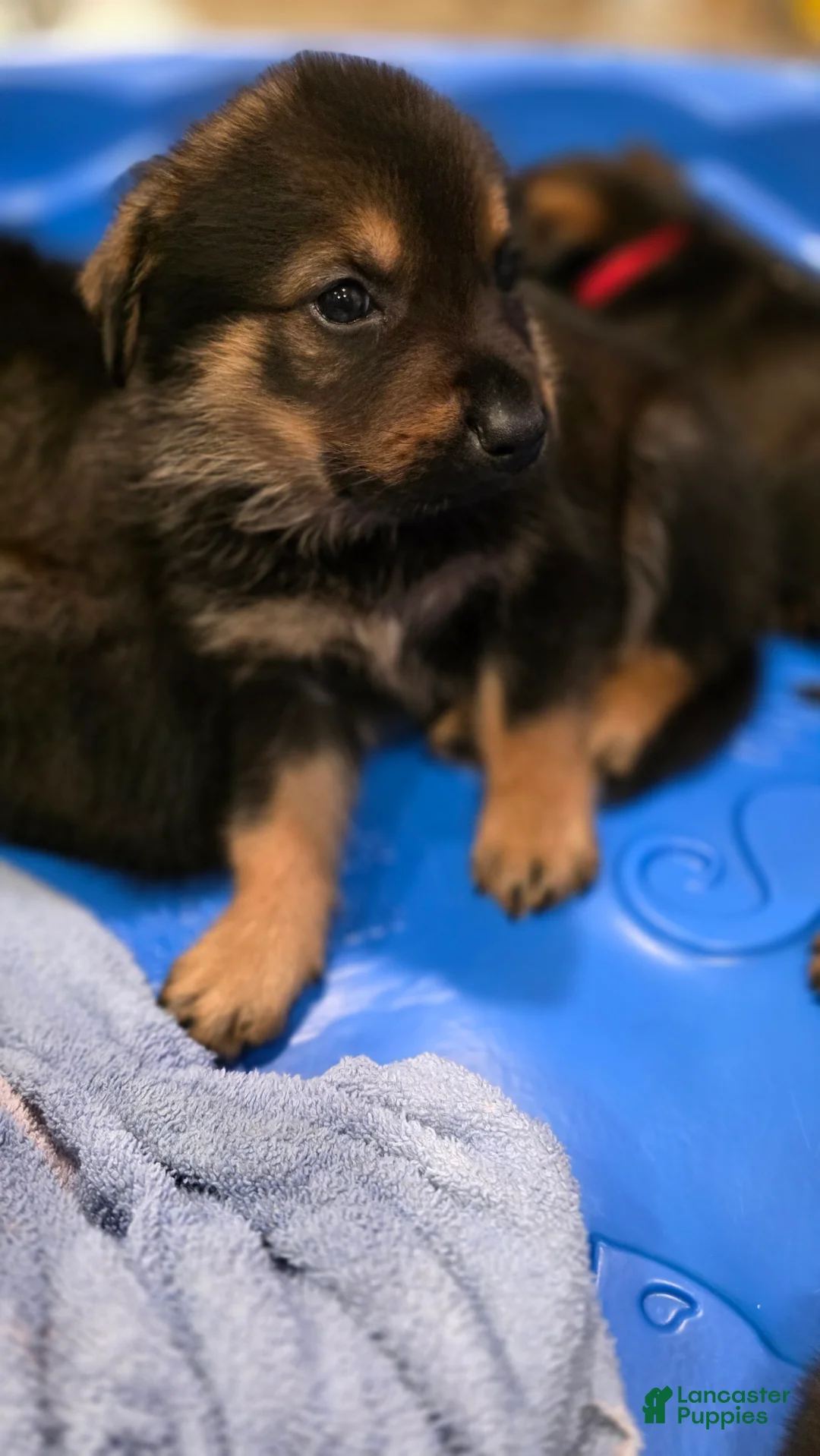Mixed Breed dogs for sale: Red - Ad 14