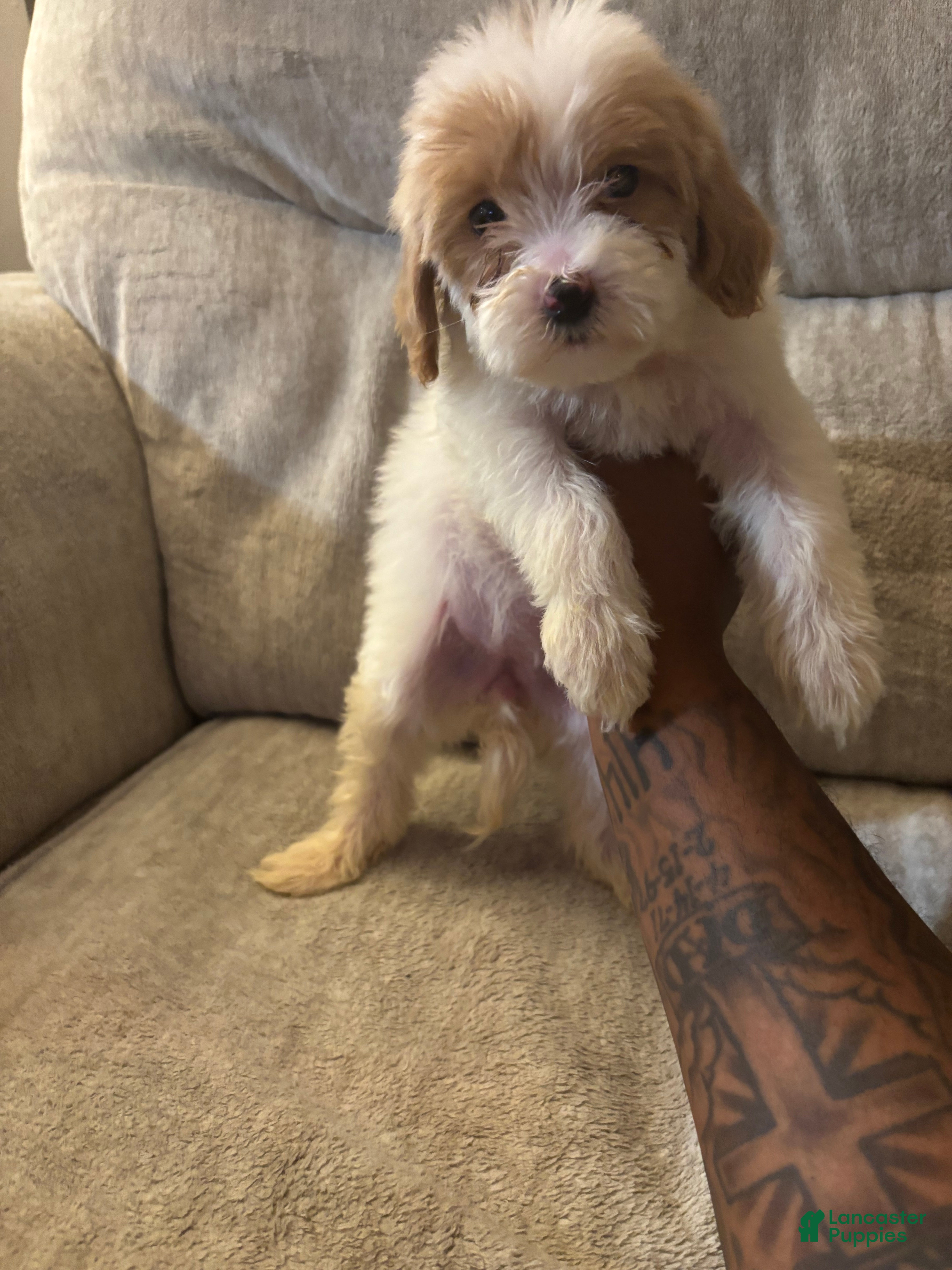 Mini Goldendoodle dogs Mini Goldendoodle 2 - Ad 1
