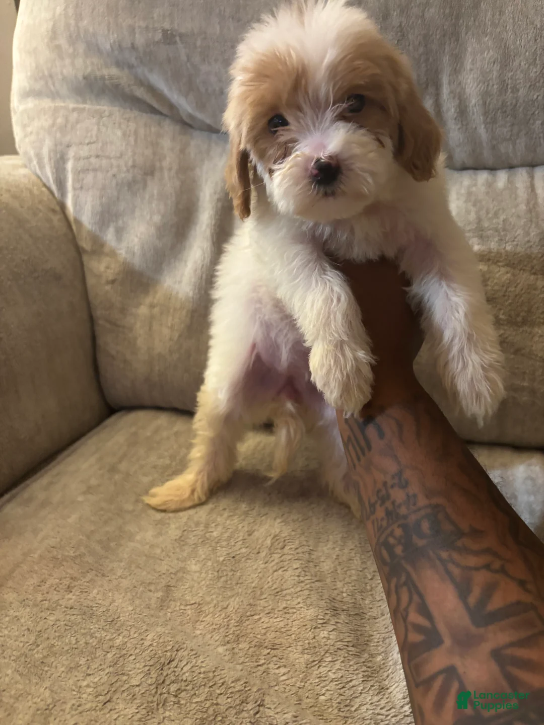 Mini Goldendoodle dogs for sale: Mini Goldendoodle 2 - Ad 1