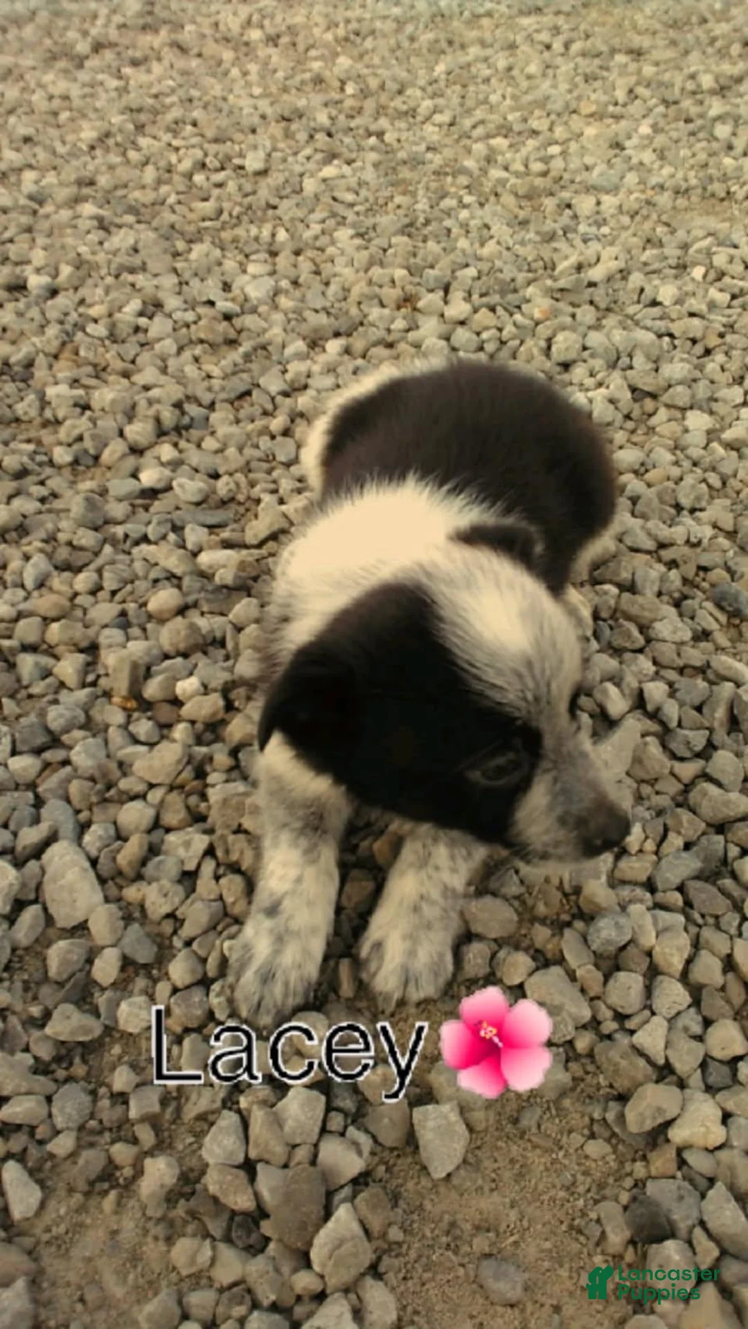 Australian Cattle Dog dogs for sale: Australian Cattle Dog 5 Lacy - Ad 2