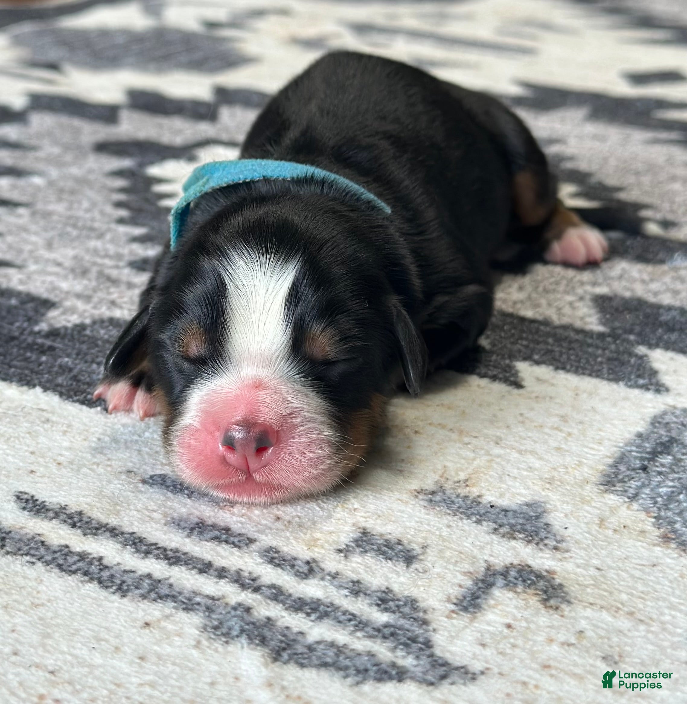 Bernese Mountain Dog dogs Bandit - Ad 39