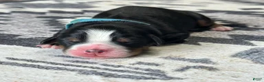 Bandit