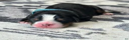 Bernese Mountain Dog dogs for sale: Bandit - Ad 1