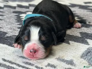 Bernese Mountain Dog dogs Bandit - Ad 10