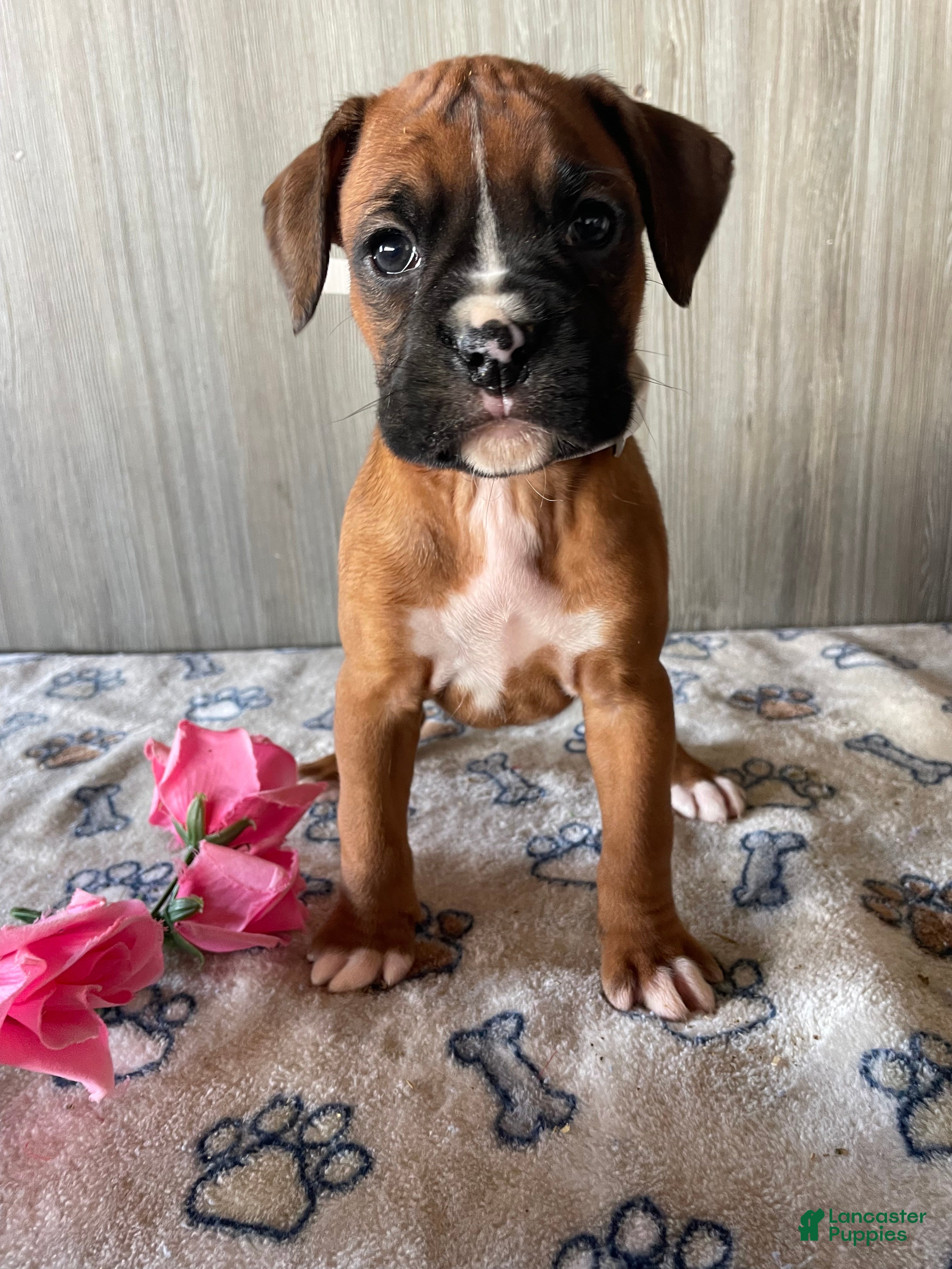 Boxer dogs Betty - Ad 15