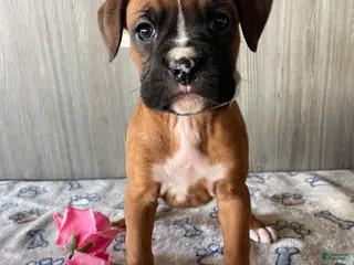 Boxer dogs Betty - Ad 15