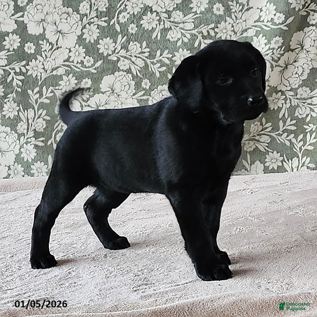 Labrador Retriever dogs for sale: Skye - Ad 3