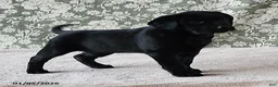 Labrador Retriever dogs for sale: Skye - Ad 6