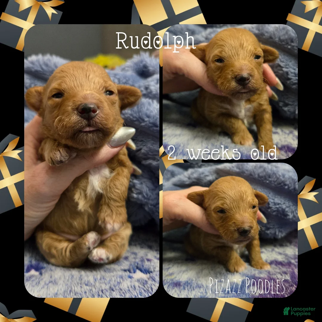 Miniature Poodle dogs for sale: Rudolph  - Ad 7